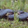 Penampakan Anaconda Raksasa Berkubang di Rawa Ini sangat Mengerikan