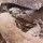Senjata Andalannya Tumpul, Ular King Kobra Ini Putus Asa saat Lawan Komodo