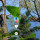 Luar Biasa, Video Aksi Cewek Cantik Panjat Pohon Untuk Petik Buah Durian