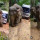 Viral, Gajah Ini Dipaksa Menarik Truk Muatan Kayu yang Berat