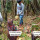 Viral Buah Kelapa Hutan Papua, Mirip Nangka & Duren Bikin Warganet Penasaran Isinya