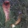 Bikin Merinding, Ini Video Penampakan King Kobra Raksasa di Atas Pohon