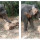 Gajah Koyak Pohon Aren Besar dengan Gadingnya Lalu Makan Bagian Tengahnya Ini Viral