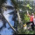 Video Evakuasi Pria yang Kena Serangan Stroke di Atas Pohon Kelapa Ini Viral