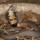 Fakta Mozambik Spitting Cobra, Semburannya Mencapai 3 Meter