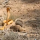 Momen Pertarungan King Kobra Lawan Mongoose, Super Gesit