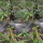 Anaconda Jumbo ini Berjemur di Tepi Sungai dengan Menggelung Tubuhnya