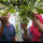 Keren, Sejumlah Warga Ini Sulap Bangunan Kosong Jadi Kebun Anggur Belgia