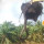 Momen King Kobra Kalimantan Nyangkut di Ekskavator, Bikin Deg-degan