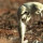Video Slow Motion Mongoose Hindari Serangan Ular King Kobra, Bikin Melongo