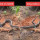 King Kobra Besar Ini Tertangkap Kamera Sedang Menelan Biawak