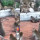 Video Pertarungan Ular Piton vs Puluhan Monyet, Bikin Merinding