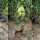 Pemburu Ini Lumpuhkan King Kobra Sepanjang 3 Meter yang Bersembunyi di Rumpun Bambu