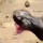 Video Ular Kobra Mengeluarkan Telur dari Mulutnya, Bikin Nyesek