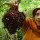Ibu Ini Nekat ke Tebing Jurang Demi Panen Anggur Hutan Merah yang Langka