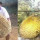 6 Potret Buah Durian Super Jumbo, Bikin Melongo