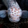 Video Dua Ekor Ikan Toman Putih, Cantik Tapi Tetap Ganas