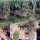 Harimau Masuk Perkebunan Sawit, Warga Ramai-ramai Rekam Pakai HP