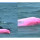 Unik, Lumba-lumba Ini Berwarna Pink dan Sedang Berenang Bersama Kelompoknya di Lautan
