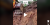 Aksi King Kobra Serang Mesin Excavator yang Sedang Gali Tanah, Kocak Banget