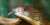 Penjelasan Ilmiah Kenapa Ular Kobra Memiliki Pengelihatan Tajam