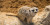 3 Fakta Mengapa Mongoose Jadi Musuh Tersulit Ular King Kobra