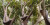 Piton Besar Ini Ikut Manjat Pohon Demi Mangsa Kucing Oyen yang Kabur Melarikan Diri