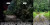 Bikin Merinding, Pria Ini Diintai Harimau Sumatera Saat Jalan Di Sungai Dalam Hutan