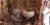 Ular Kobra Ditemukan Bersarang di Bangkai Pohon, Bikin Ngeri