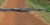 Anaconda Jumbo Ini Diikuti Beberapa Anaconda yang lebih Kecil Saat Melitasi Jalan