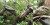 Mancing Di Sungai Malah Bertemu Anaconda Besar Sedang Berjemur Di Batang Kayu
