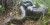 Diduga Sedang Kawin, Dua Anaconda Besar Ini Sedang Saling Tindih Di Semak-semak