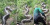 Penampakan Anaconda Raksasa di Tengah Hutan Ini Sungguh Mengerikan