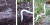 Bikin Gorong-gorong di Kebun Sawit, Pegawai Ini Malah Bertemu Ular Putih