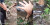 Pria Ini Nekat Tarik Ekor Anaconda Raksasa yang Dia Temui di Hutan