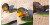 Burung Kecil Ini Kalahkan dan Malah Memangsa Ular Hijau yang Lebih Besar