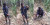 Pria Ini Tangkap King Kobra Sepanjang 3 Meter yang Sedang Bertelur di Hutan Bambu