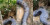 Penampakan Anaconda Raksasa di Rawa Berlumpur Ini Sungguh Mengerikan