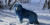 Anjing Liar Berwarna Biru Ini Hebohkan Rusia
