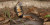 Fakta Mozambik Spitting Cobra, Semburannya Mencapai 3 Meter