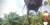 Momen King Kobra Kalimantan Nyangkut di Ekskavator, Bikin Deg-degan