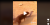 Momen Detik-detik King Kobra Harus Tunduk saat Berhadapan dengan Mongoose
