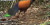 Viral Penampakan Burung Merpati Berkepala Hitam yang 140 Tahun Tak Pernah Terlihat